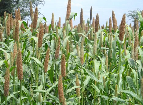 Bajra Cultivation Information (Pearl Millet); Planting, Care ...